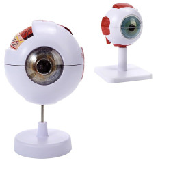 Modelo anatómico del ojo humano 3D figura de PVC ampliada 3X y 6X