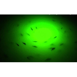 Paquete de luz para atraer peces | Luces verdes de muelle para atraer peces
