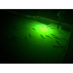 Paquete de luz para atraer peces | Luces verdes de muelle para atraer peces