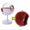 Modelo anatómico del ojo humano 3D figura de PVC ampliada 3X y 6X
