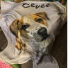 Pamaheart Mantas personalizadas con cara de perro | Manta personalizable con la cara de tu mascota