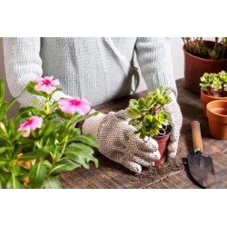 5 herramientas para suculentas | en miniatura y con manual