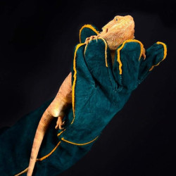 Guantes de manipulación de animales | Guantes de manipulacion para animalescon garras o pinchos