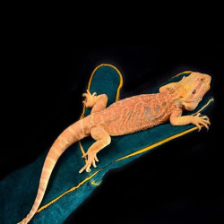 Guantes de manipulación de animales | Guantes de manipulacion para animalescon garras o pinchos