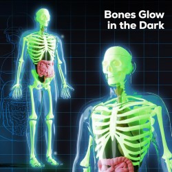 GobiDex Kit de modelo de esqueleto de cuerpo humano | Aprendizaje de anatomia humana para niños