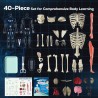 GobiDex Kit de modelo de esqueleto de cuerpo humano | Aprendizaje de anatomia humana para niños