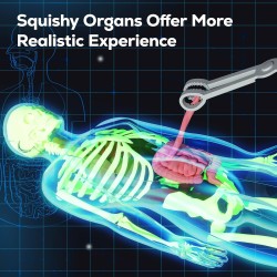 GobiDex Kit de modelo de esqueleto de cuerpo humano | Aprendizaje de anatomia humana para niños