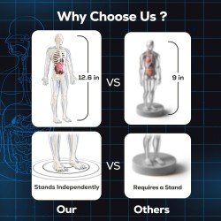 GobiDex Kit de modelo de esqueleto de cuerpo humano | Aprendizaje de anatomia humana para niños