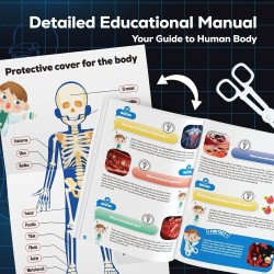 GobiDex Kit de modelo de esqueleto de cuerpo humano | Aprendizaje de anatomia humana para niños