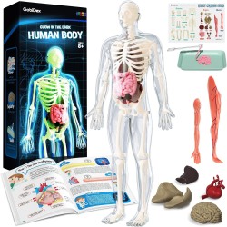 GobiDex Kit de modelo de esqueleto de cuerpo humano | Aprendizaje de anatomia humana para niños