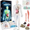 GobiDex Kit de modelo de esqueleto de cuerpo humano | Aprendizaje de anatomia humana para niños
