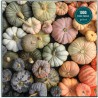 Galison Rompecabezas de calabazas de reliquia