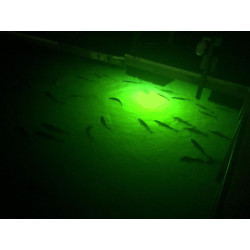 Paquete de luz para atraer peces | Luces verdes de muelle para atraer peces