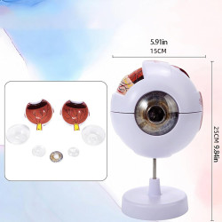 Modelo anatómico del ojo humano 3D figura de PVC ampliada 3X y 6X