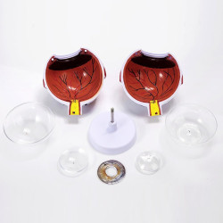 Modelo anatómico del ojo humano 3D figura de PVC ampliada 3X y 6X