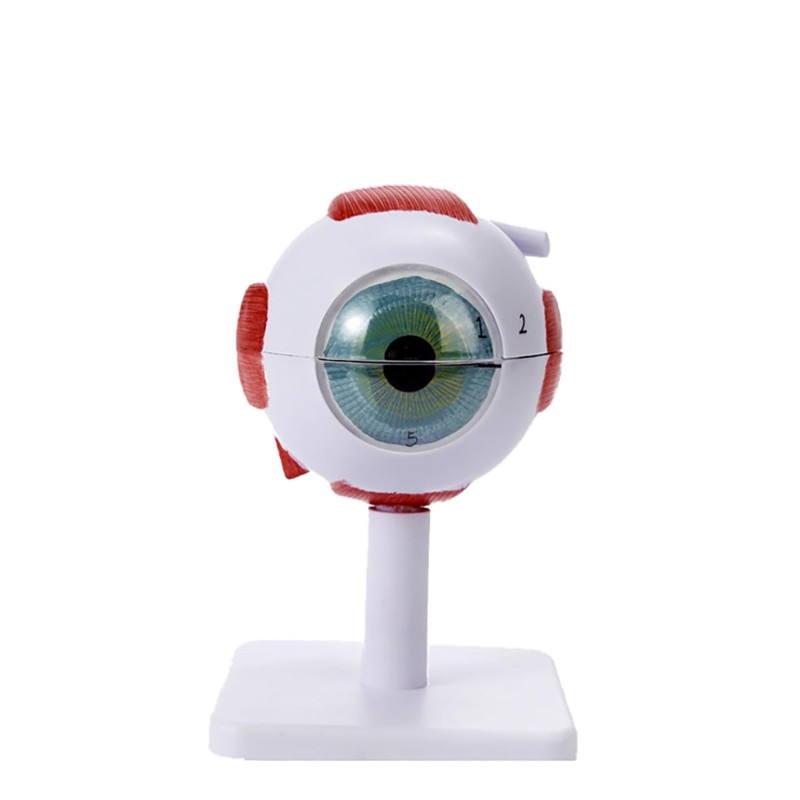 Modelo anatómico del ojo humano 3D figura de PVC ampliada 3X y 6X